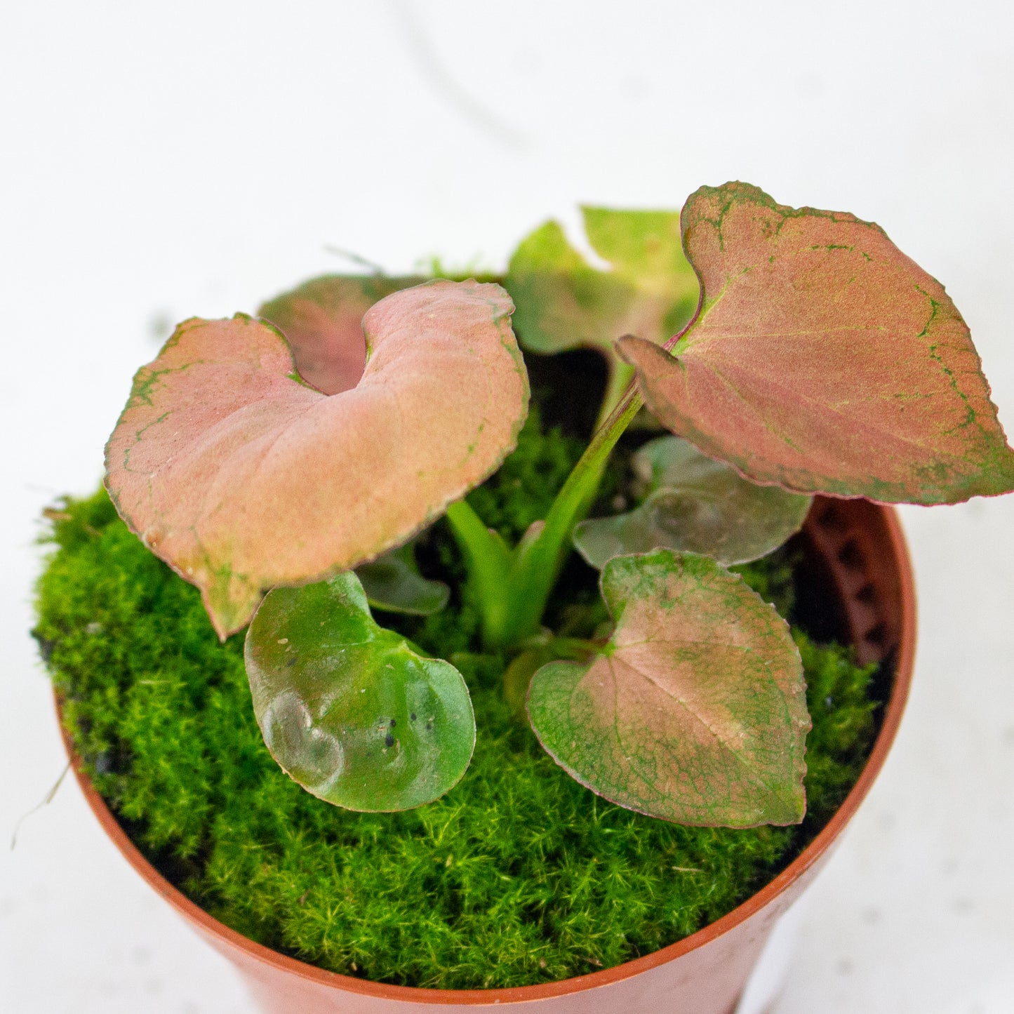 Syngonium Orm Nak 8cm H10cm