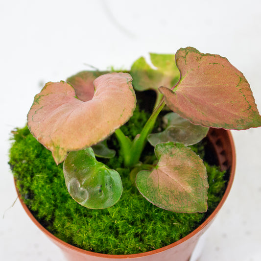 Syngonium Orm Nak 1