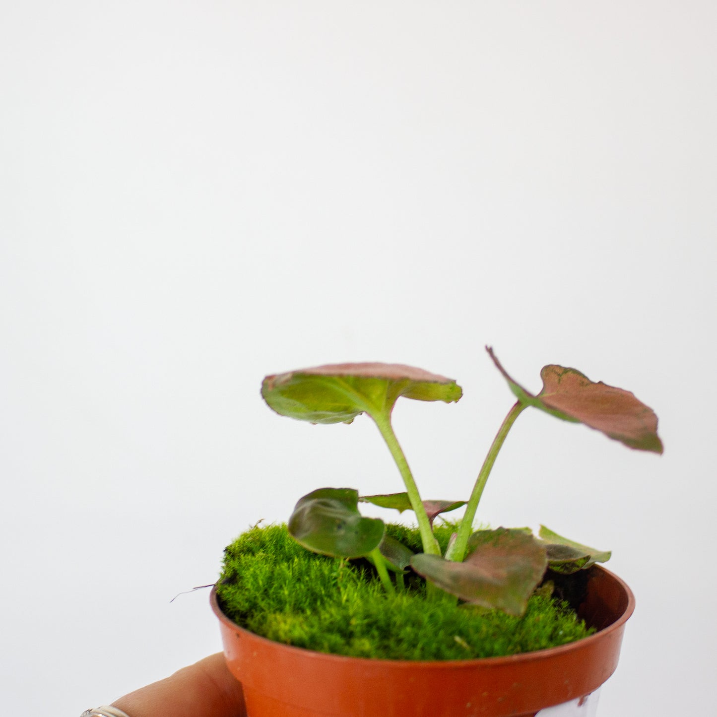 Syngonium Orm Nak 8cm H10cm
