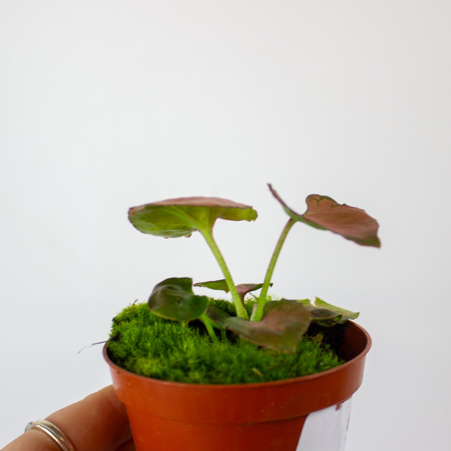 Syngonium Orm Nak 8cm H10cm