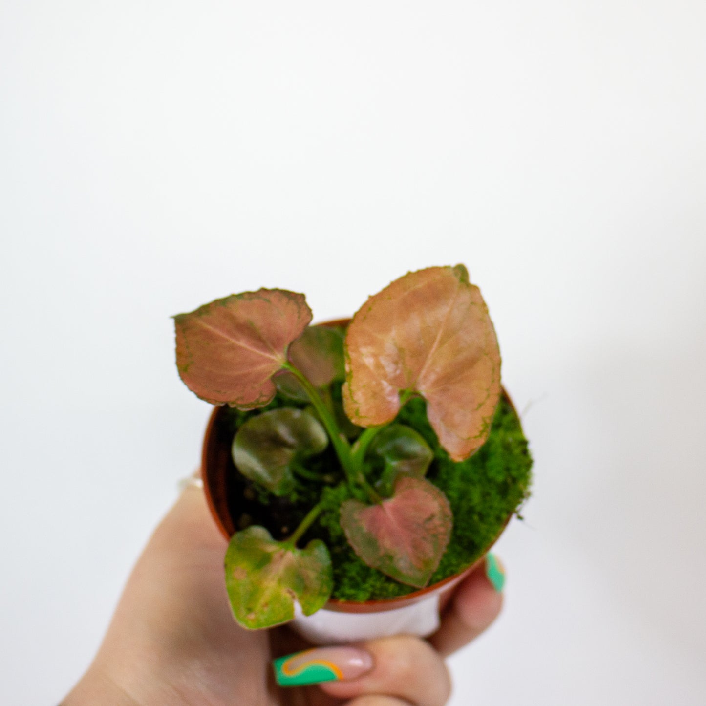 Syngonium Orm Nak 8cm H10cm