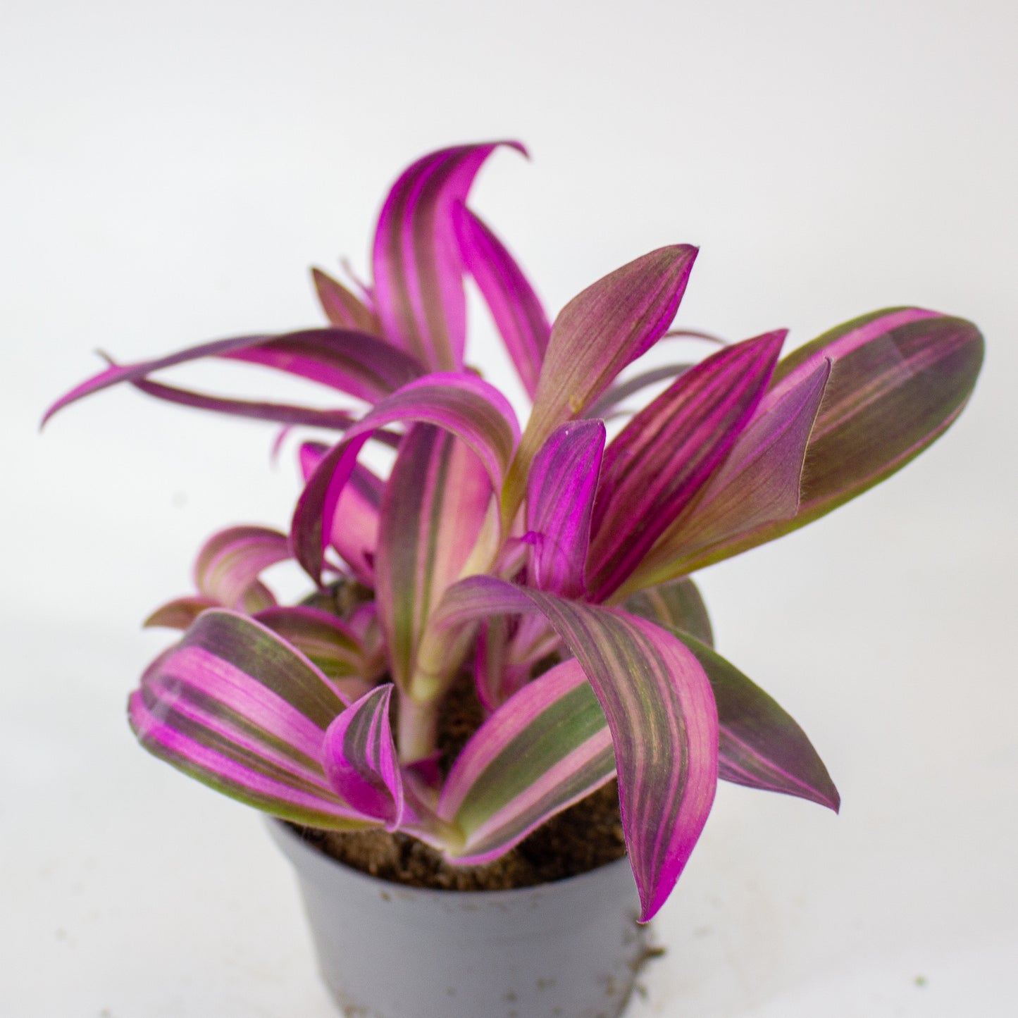 Tradescantia pallida Pink Stripe 12cm H20cm