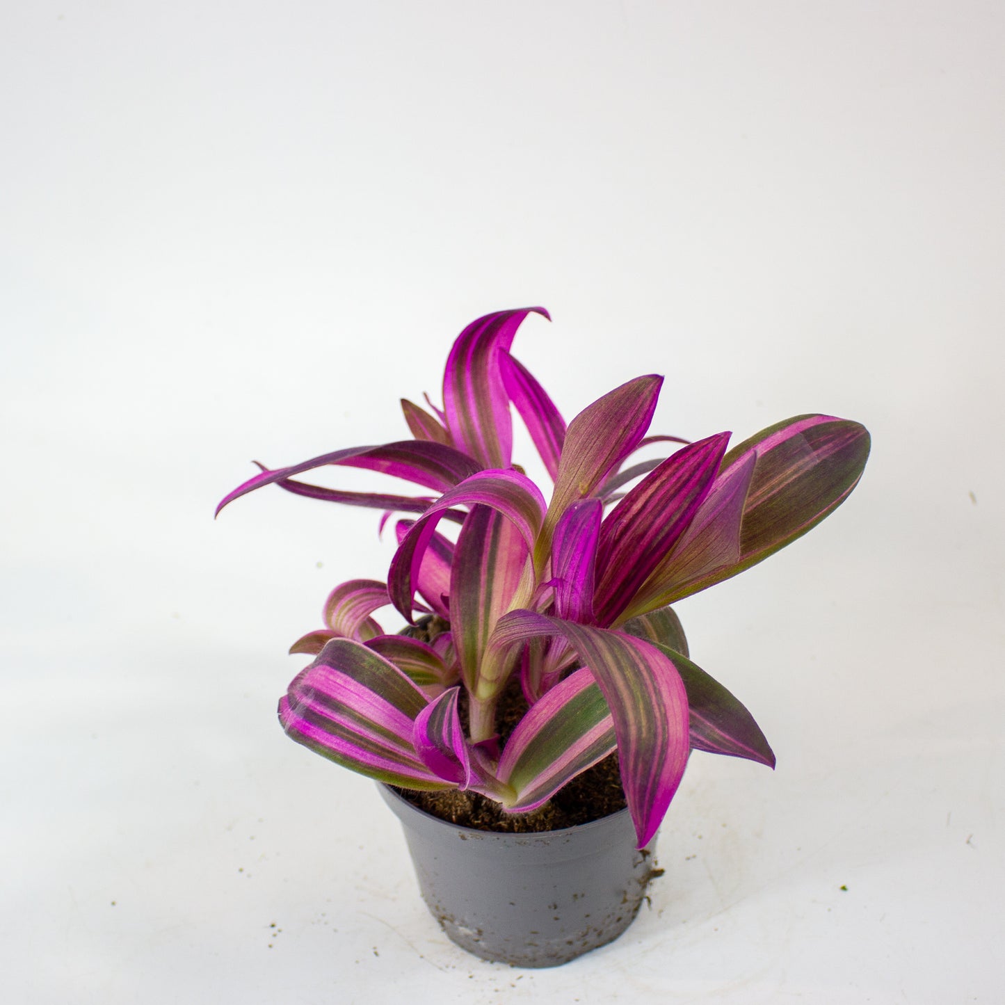 Tradescantia pallida Pink Stripe 12cm H20cm