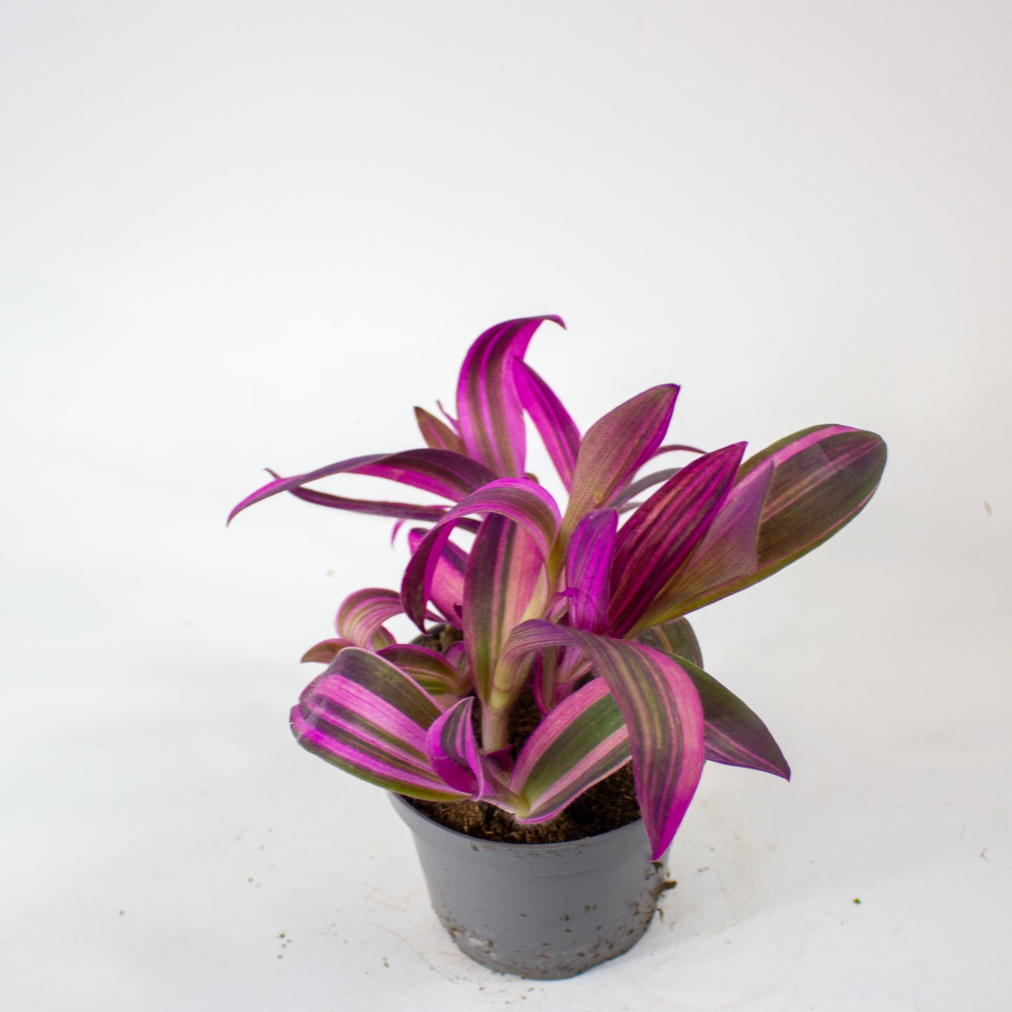Tradescantia pallida Pink Stripe 12cm H20cm