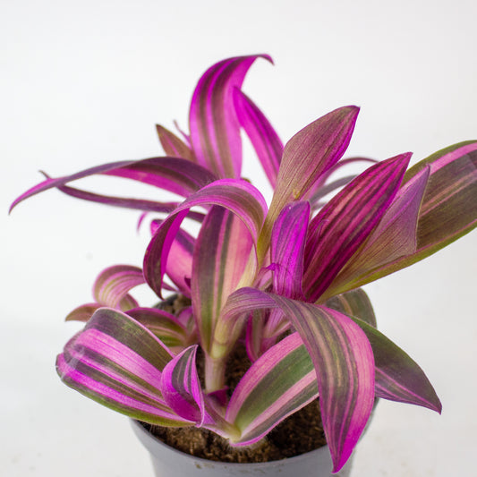 Tradescantia pallida Pink Stripe 1