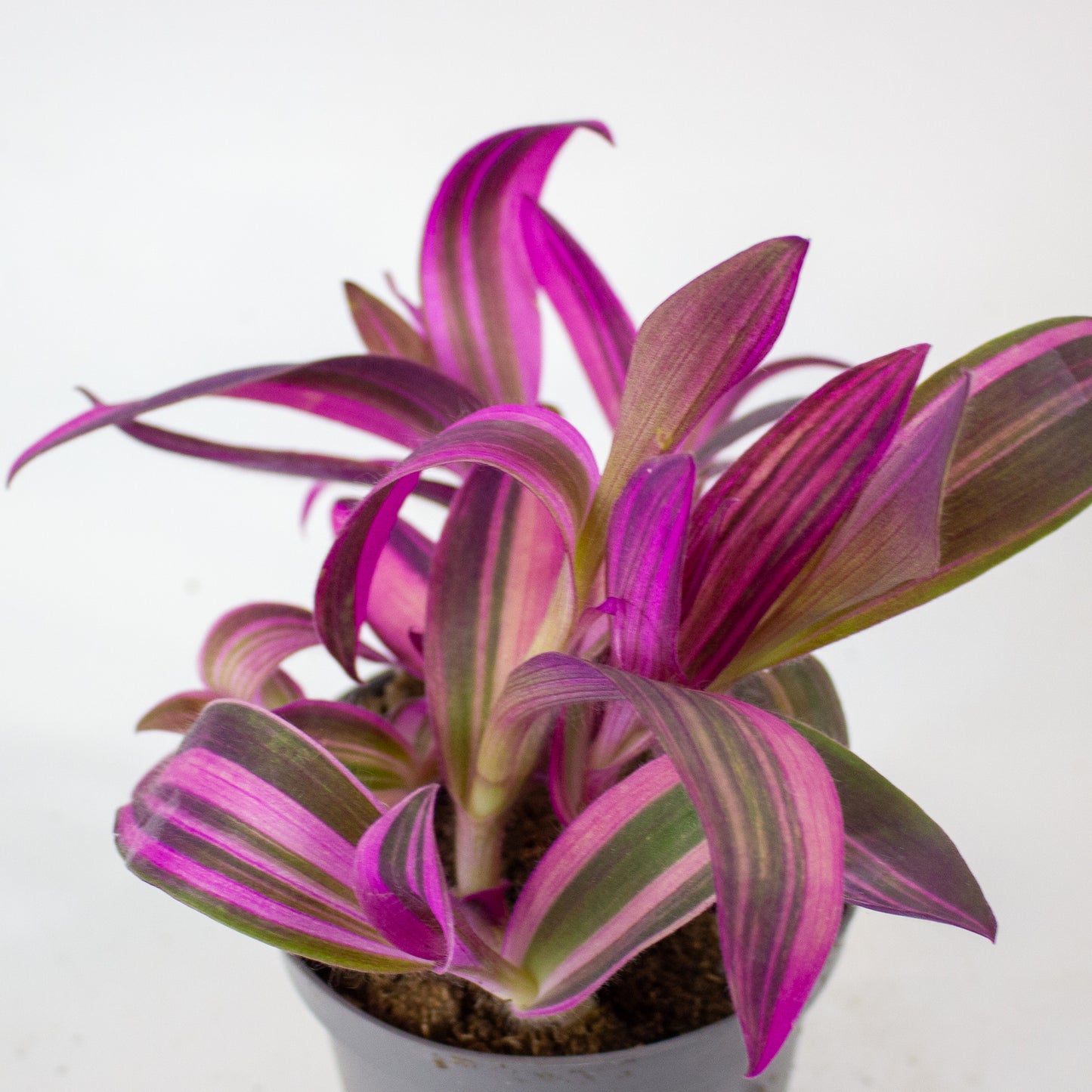 Tradescantia pallida Pink Stripe 12cm H20cm