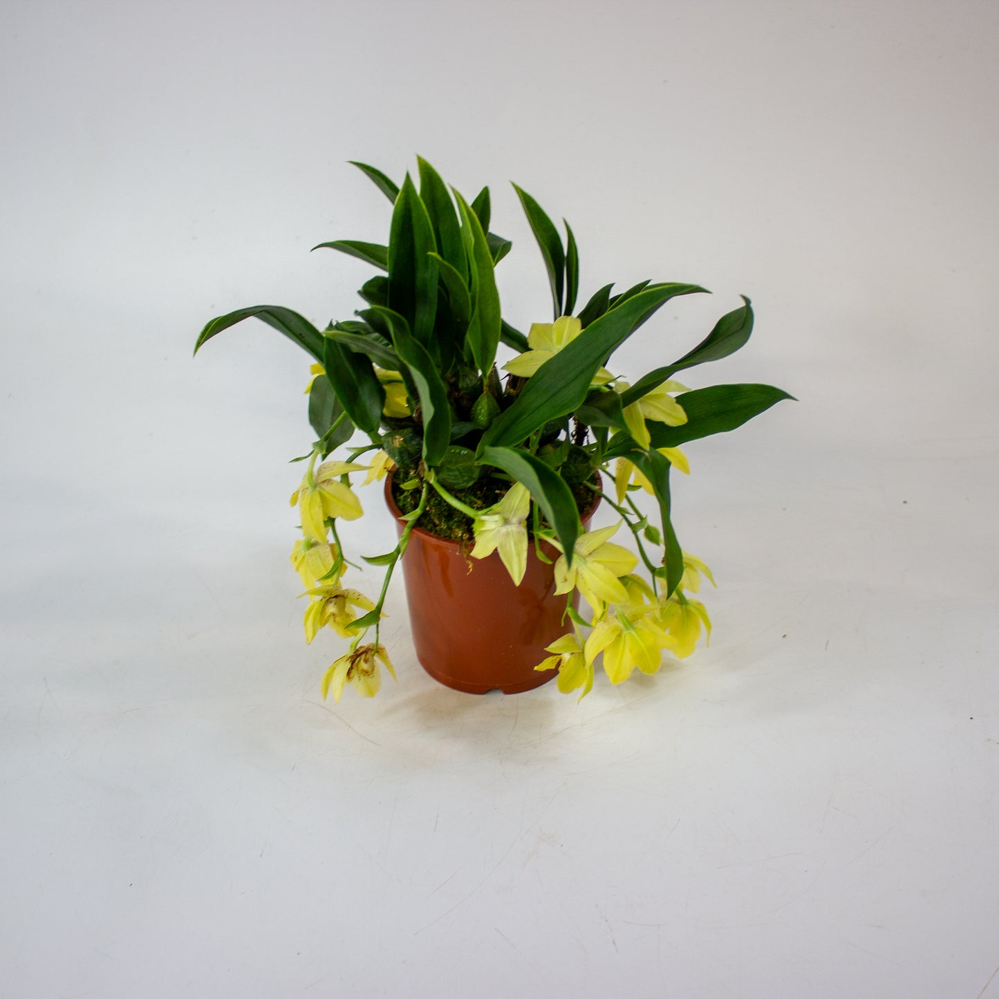 Promenaea Sunlight 9cm H10cm