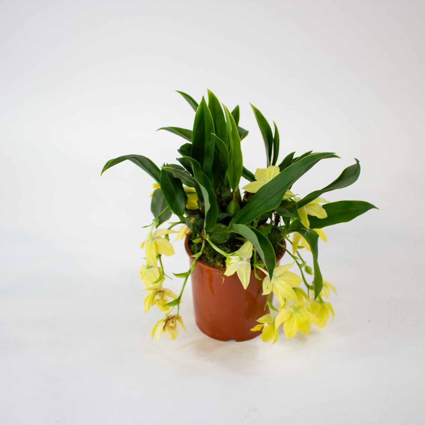 Promenaea Sunlight 9cm H10cm