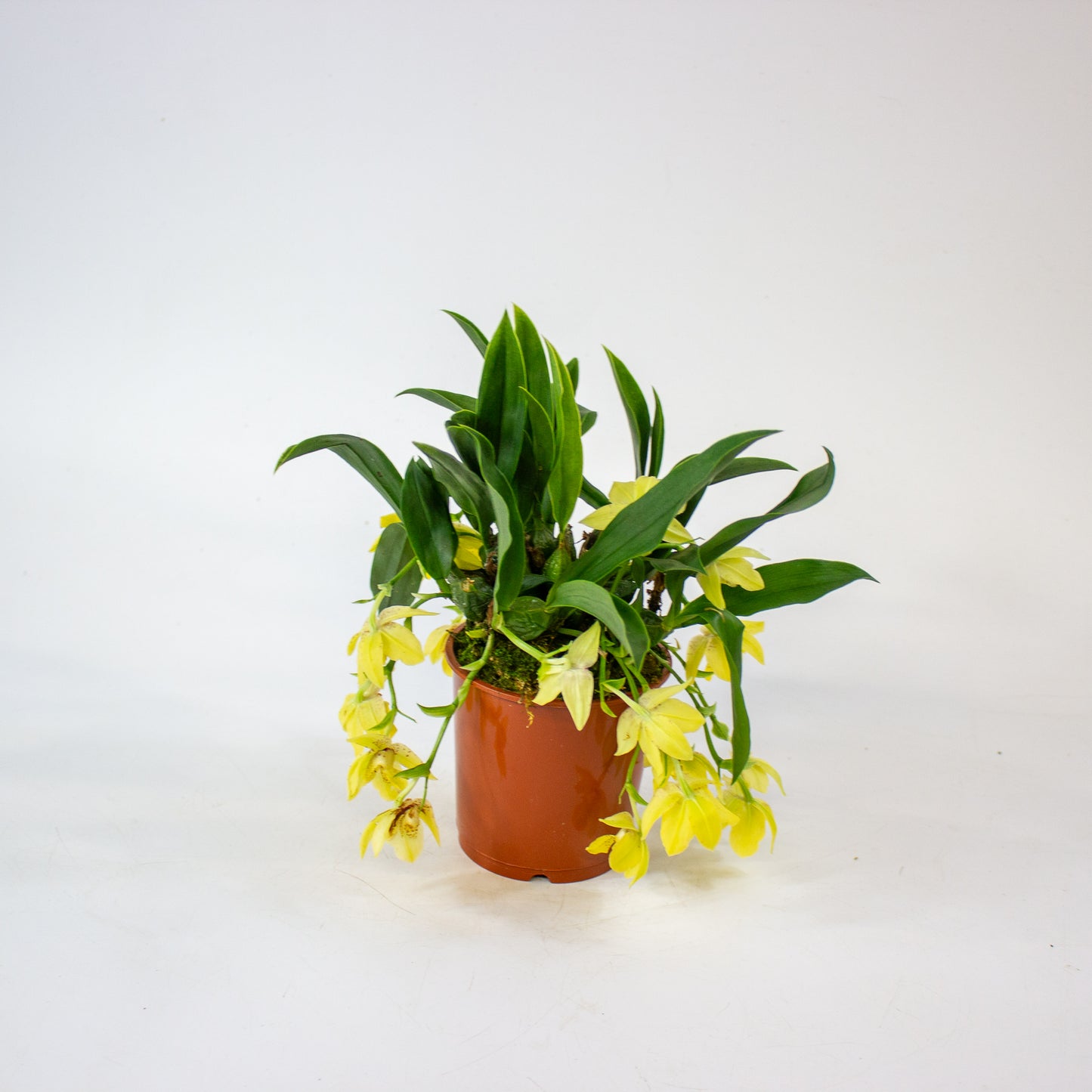 Promenaea Sunlight 9cm H10cm