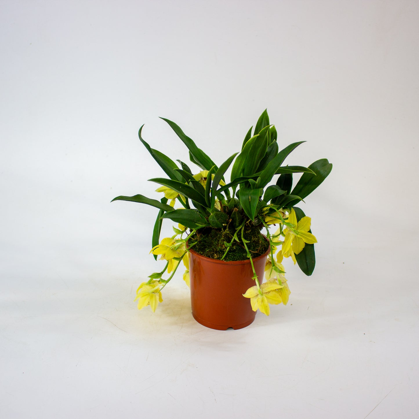 Promenaea Sunlight 9cm H10cm