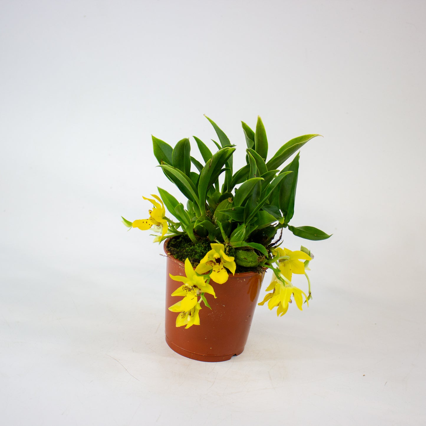 Promenaea Sunlight 9cm H10cm