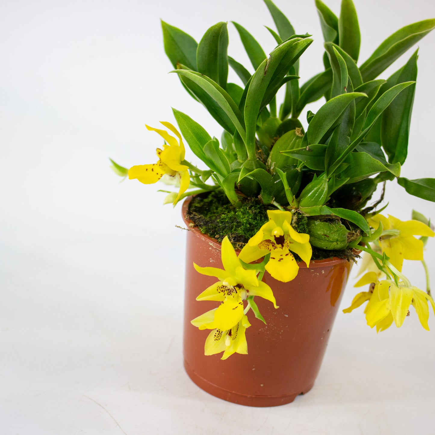 Promenaea Sunlight 9cm H10cm
