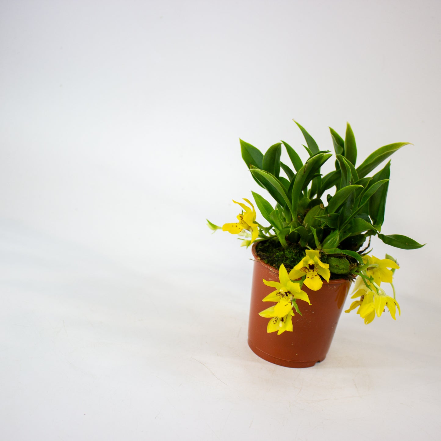 Promenaea Sunlight 9cm H10cm