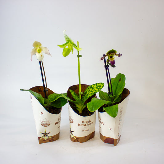Paphiopedilum hybrid 1