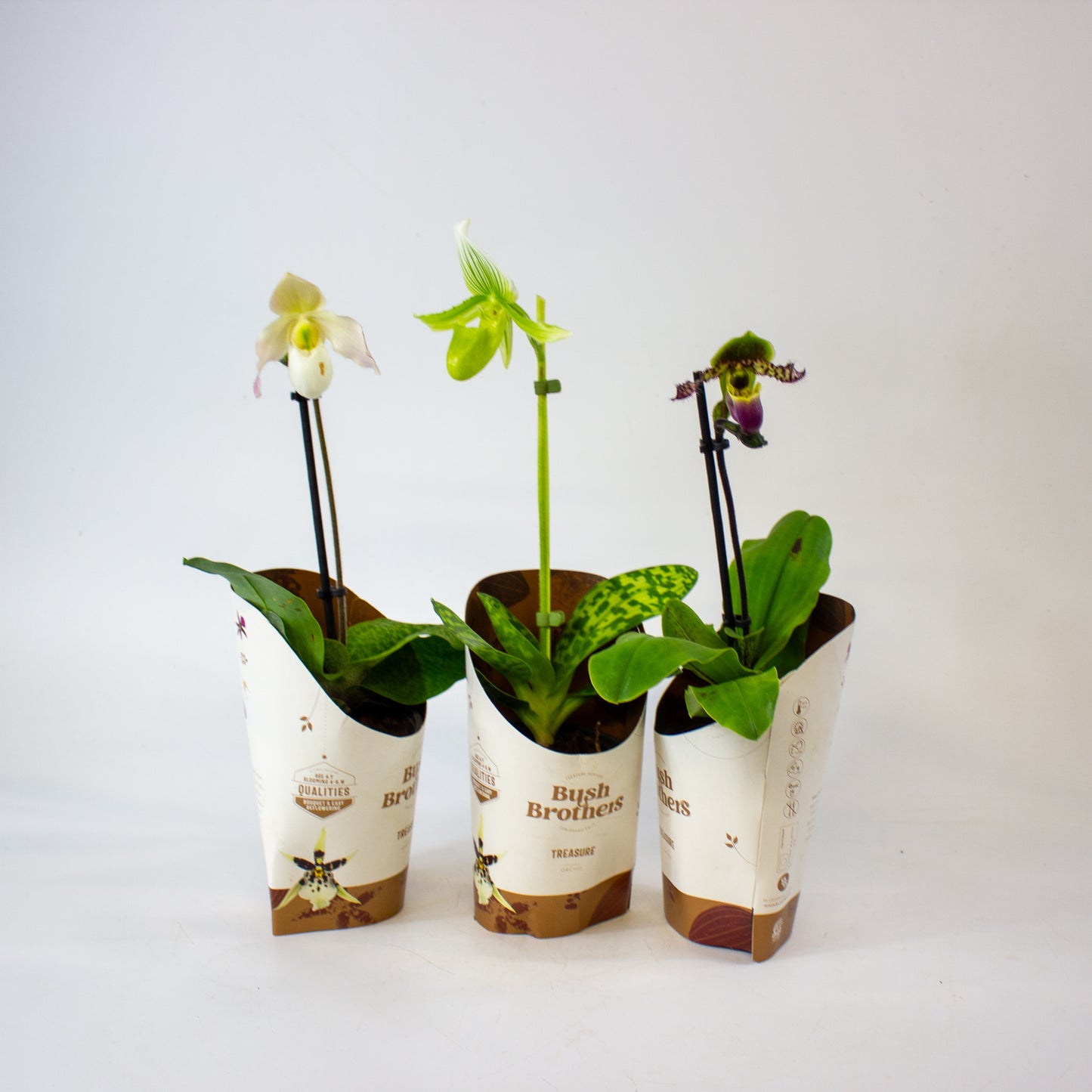 Paphiopedilum 9cm H20cm