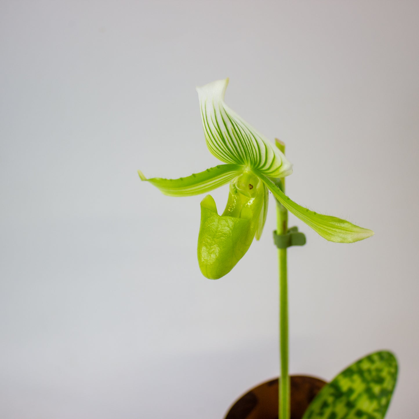 Paphiopedilum 9cm H20cm