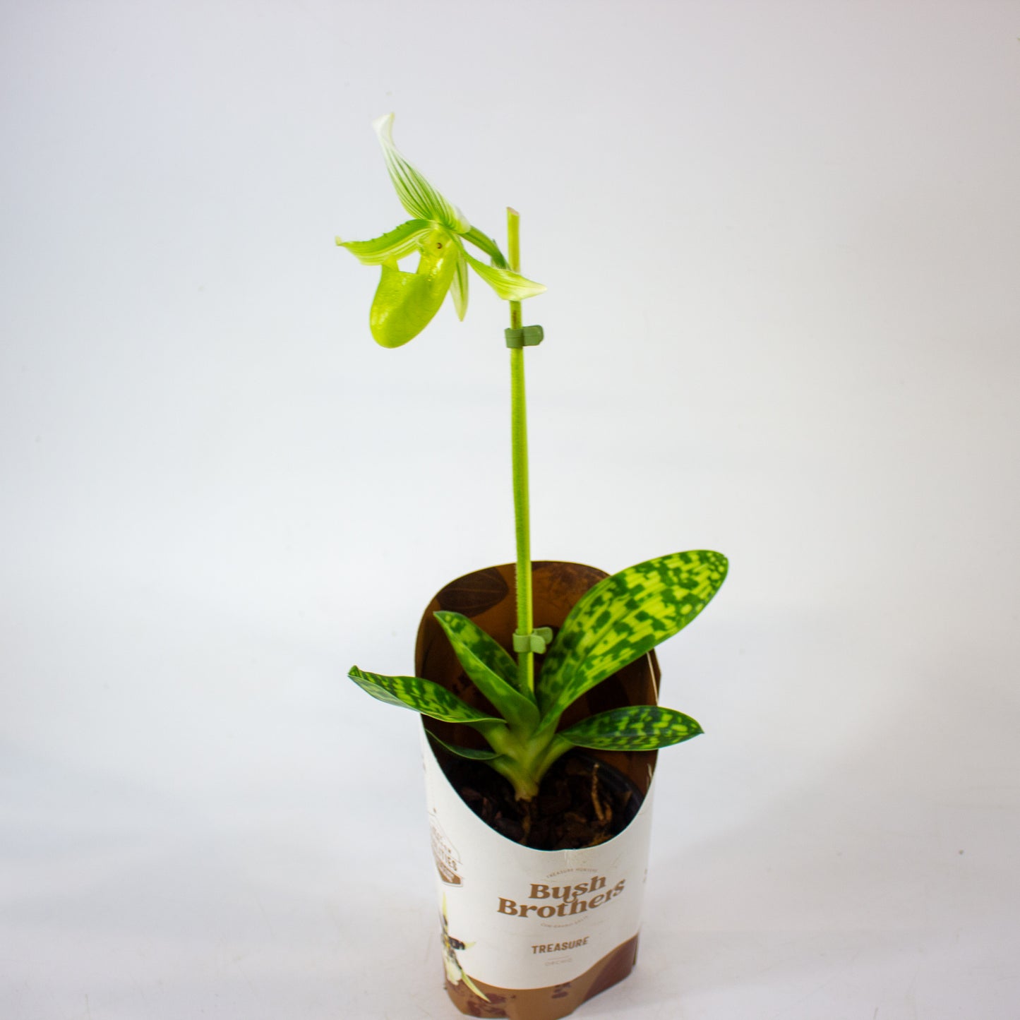 Paphiopedilum 9cm H20cm