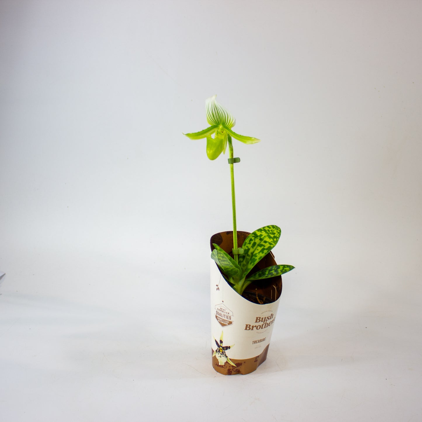 Paphiopedilum 9cm H20cm