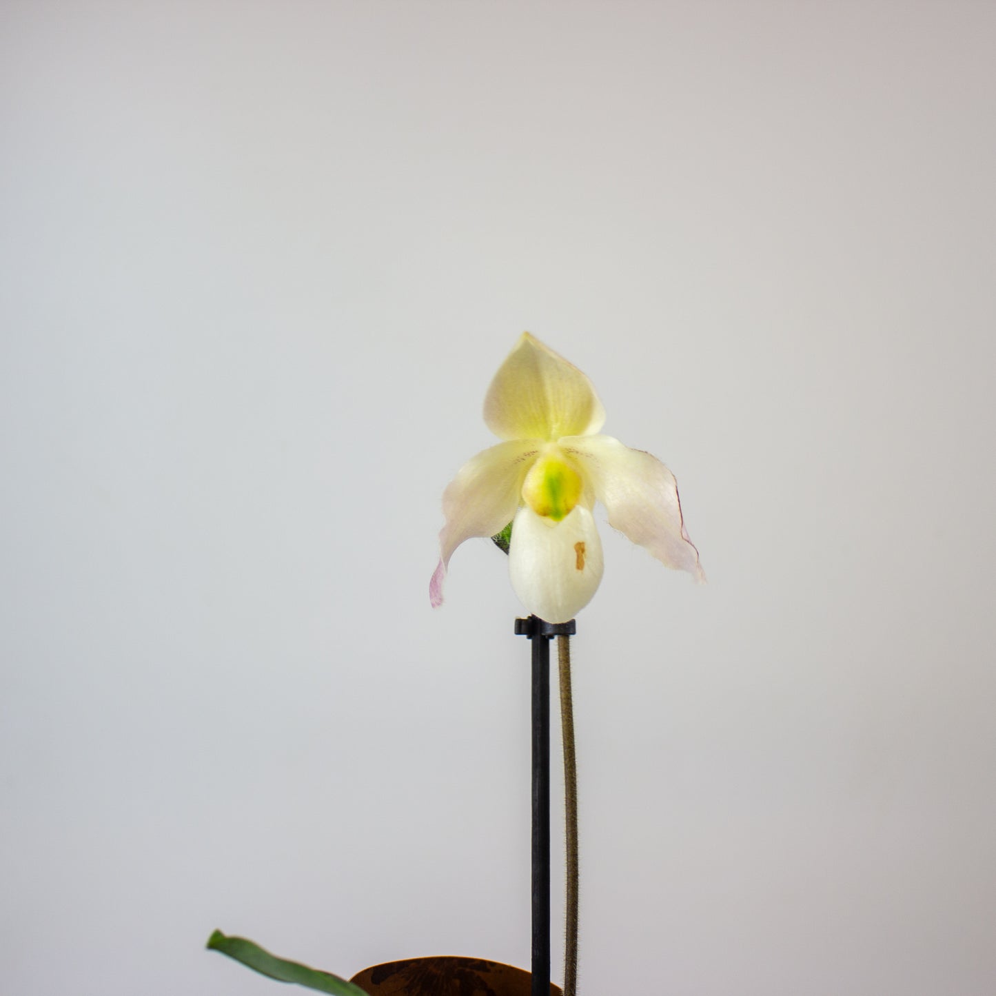 Paphiopedilum 9cm H20cm