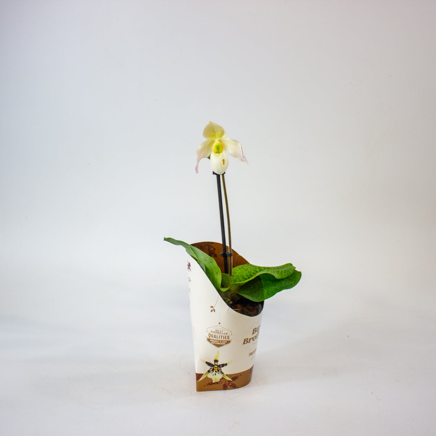 Paphiopedilum 9cm H20cm