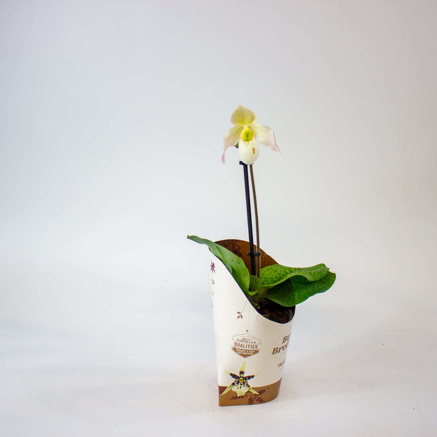Paphiopedilum 9cm H20cm