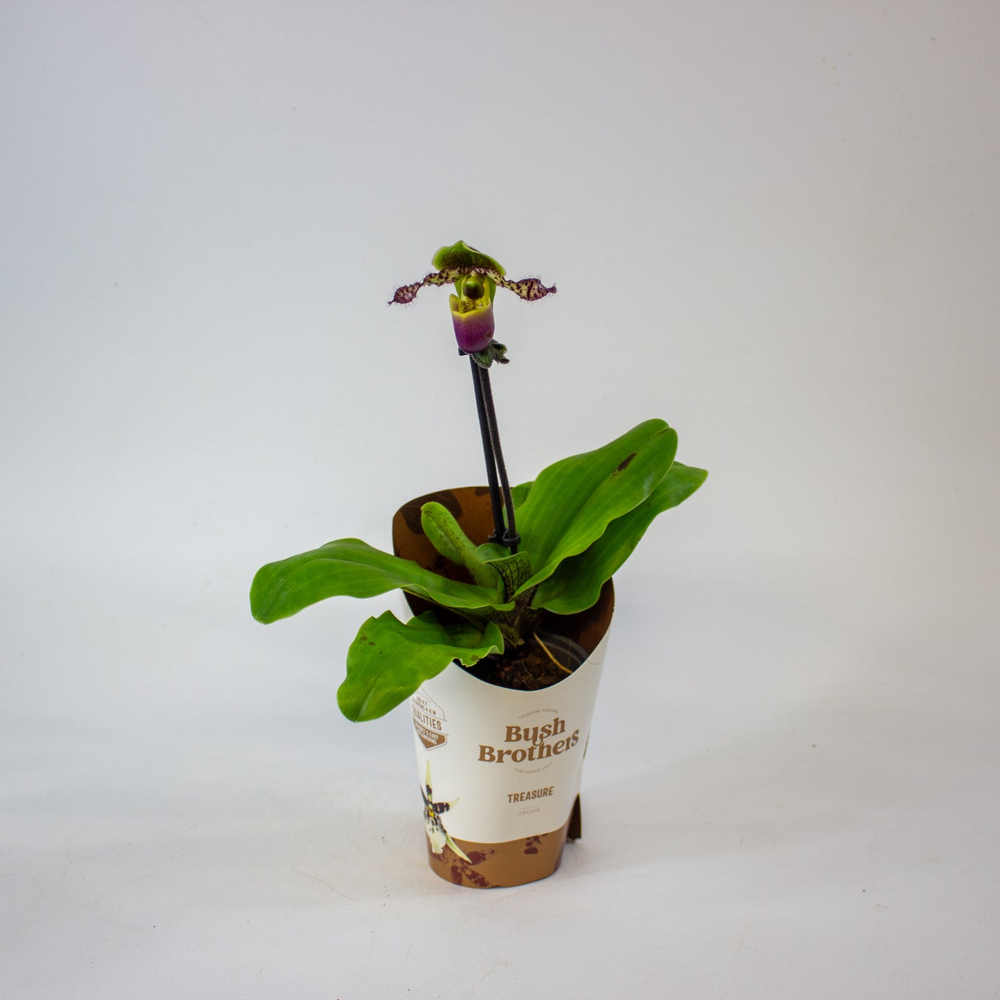 Paphiopedilum 9cm H20cm