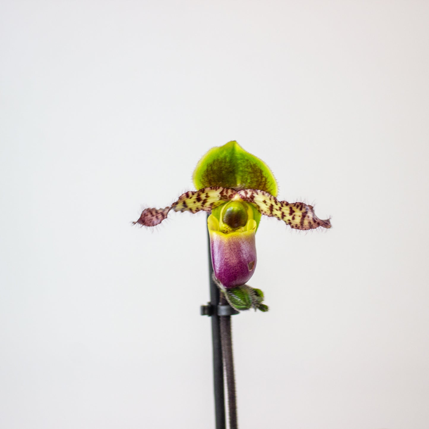 Paphiopedilum 9cm H20cm