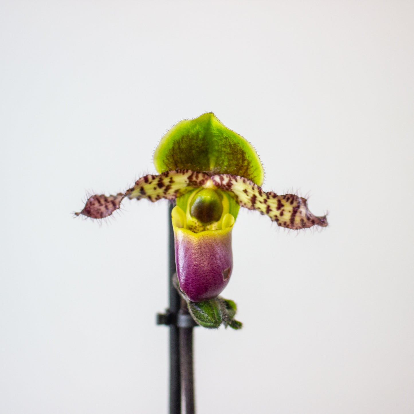 Paphiopedilum 9cm H20cm