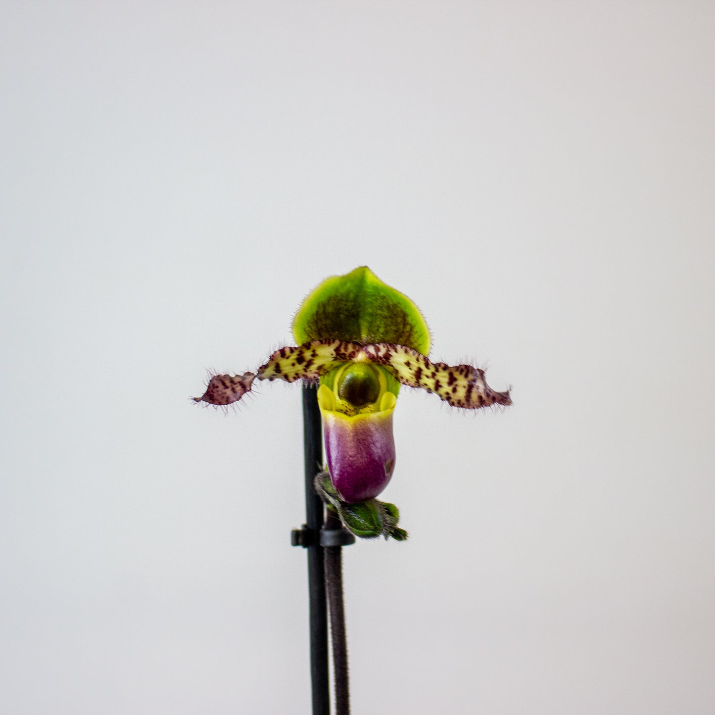 Paphiopedilum 9cm H20cm