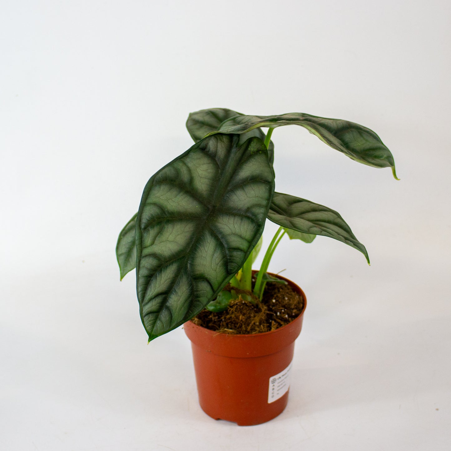 Alocasia Nebula 12cm H25cm