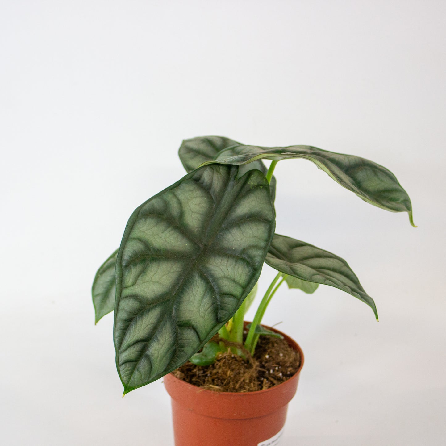 Alocasia Nebula 12cm H25cm