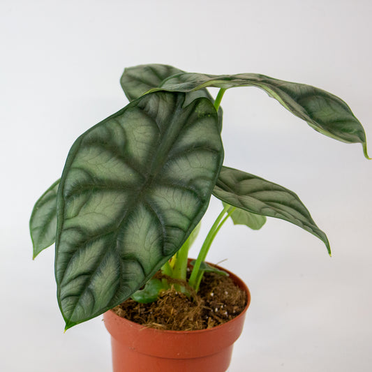 Alocasia Nebula 12cm H25cm