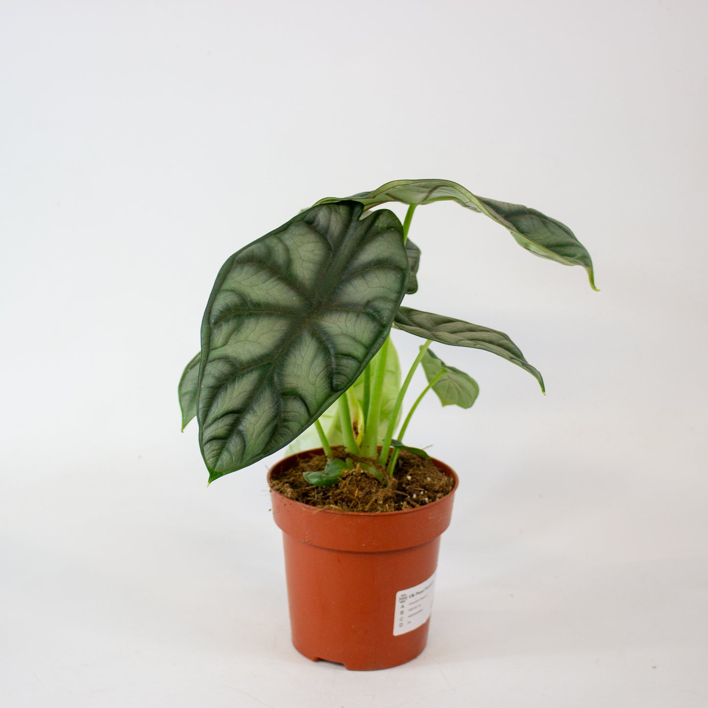 Alocasia Nebula 12cm H25cm