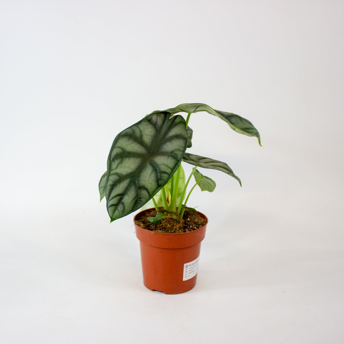 Alocasia Nebula 12cm H25cm