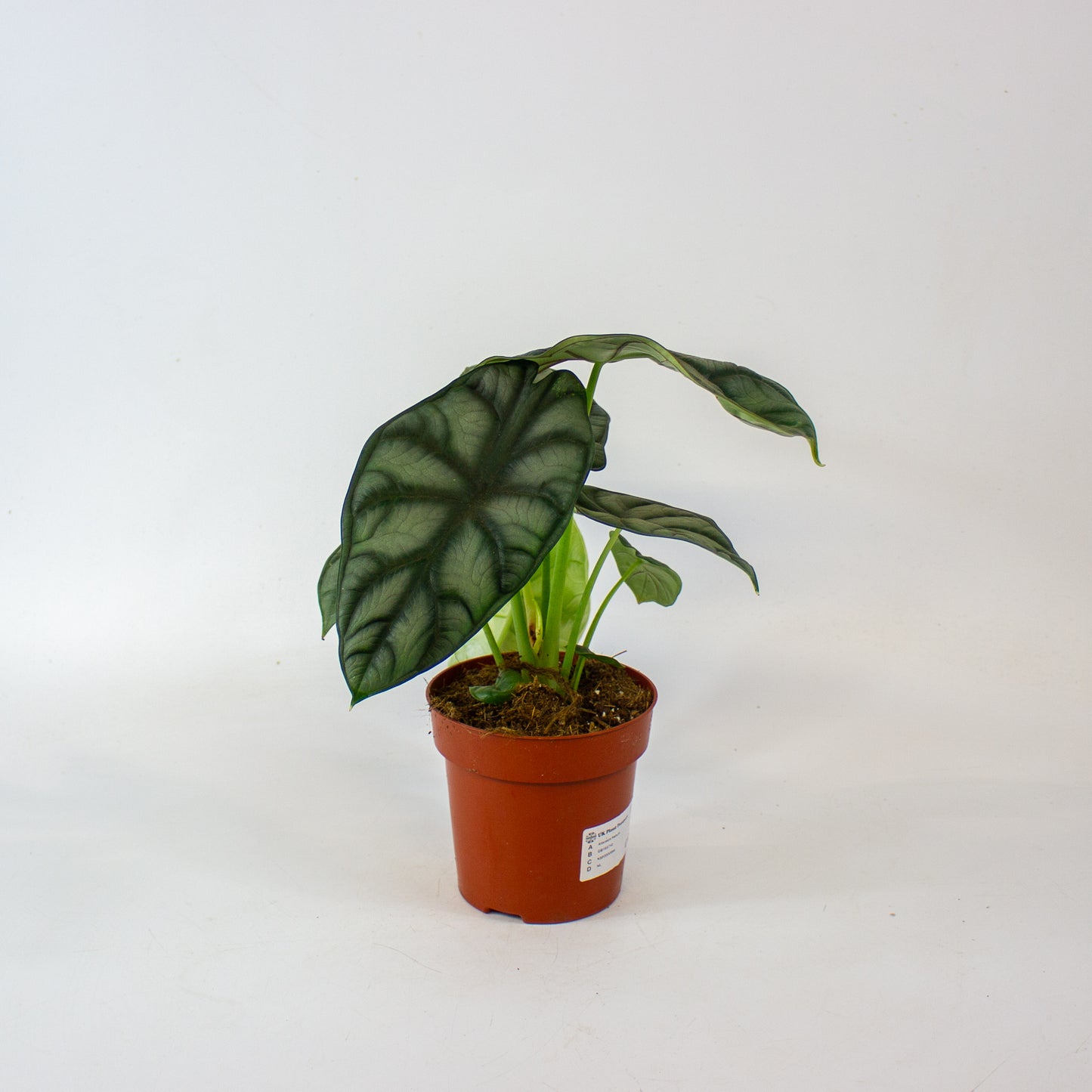 Alocasia Nebula 12cm H25cm