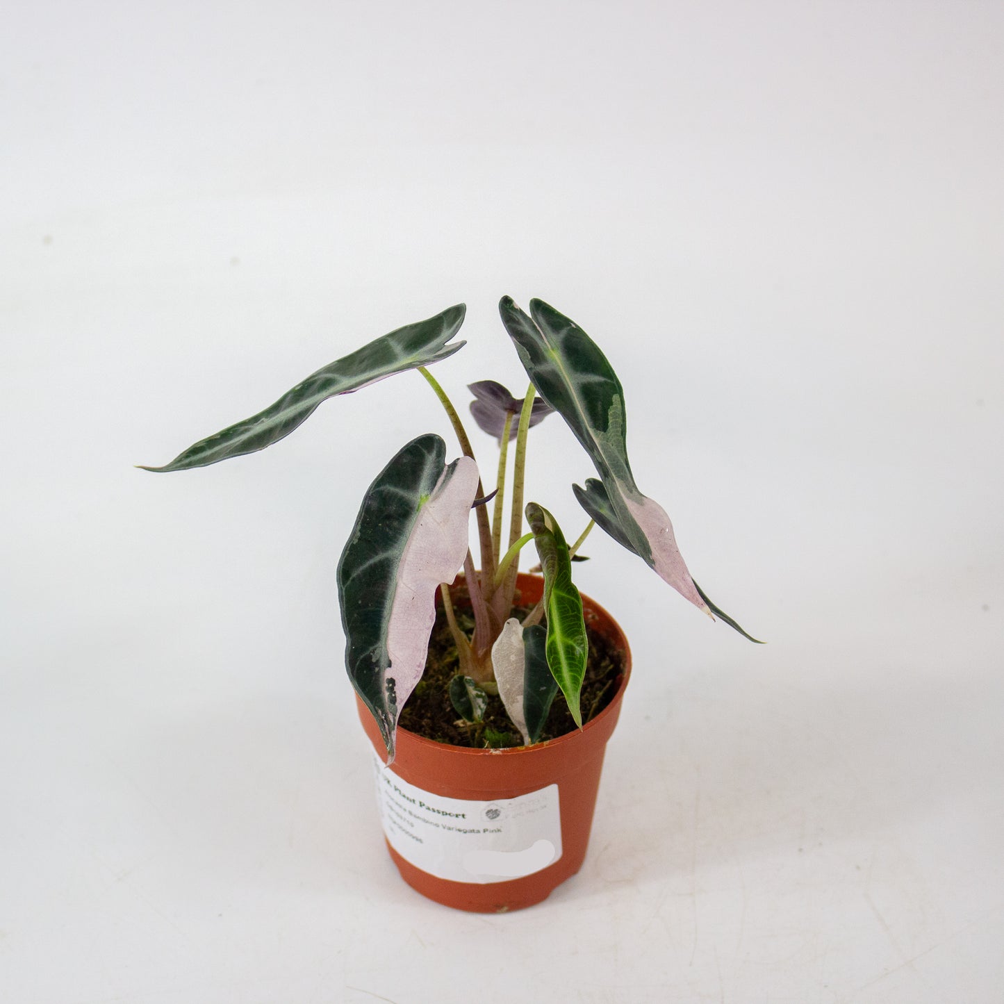 Alocasia Bambino Variegata Pink 7cm H10cm