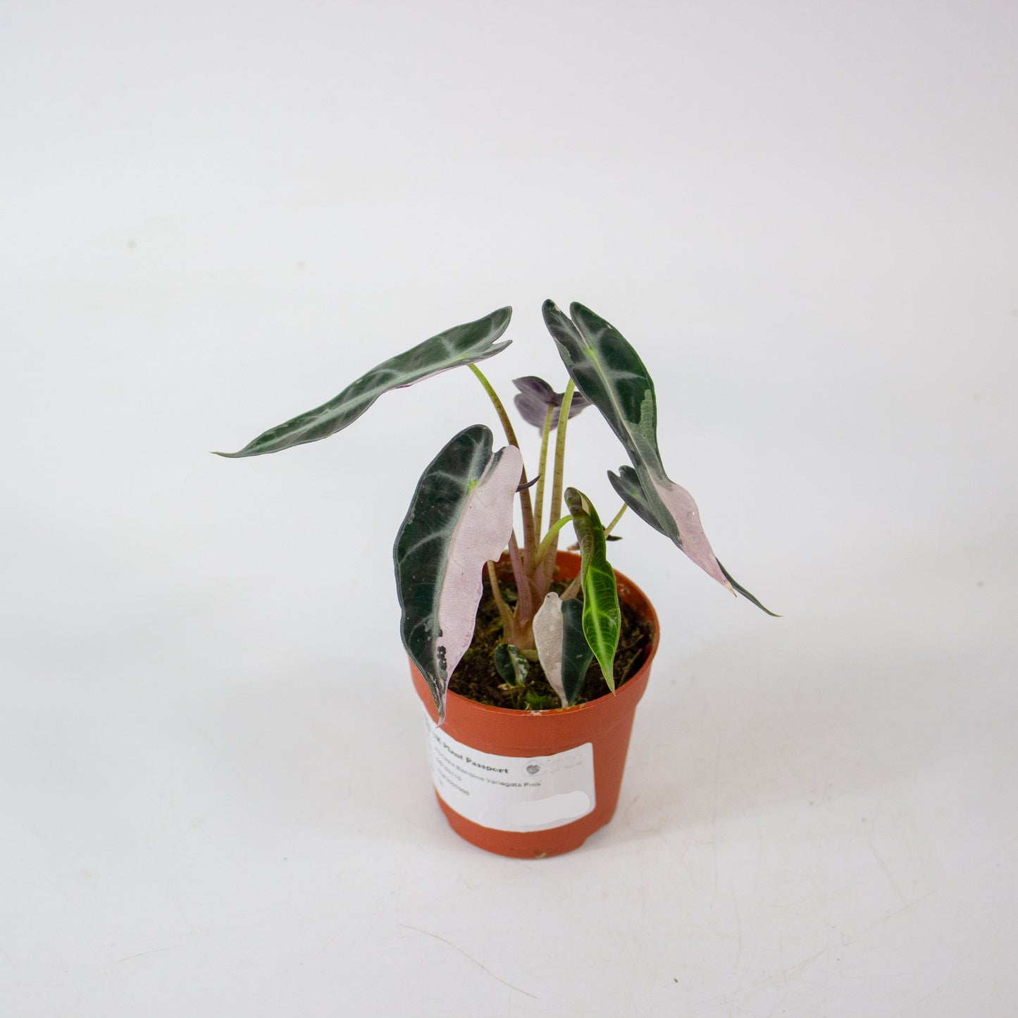 Alocasia Bambino Variegata Pink 7cm H10cm