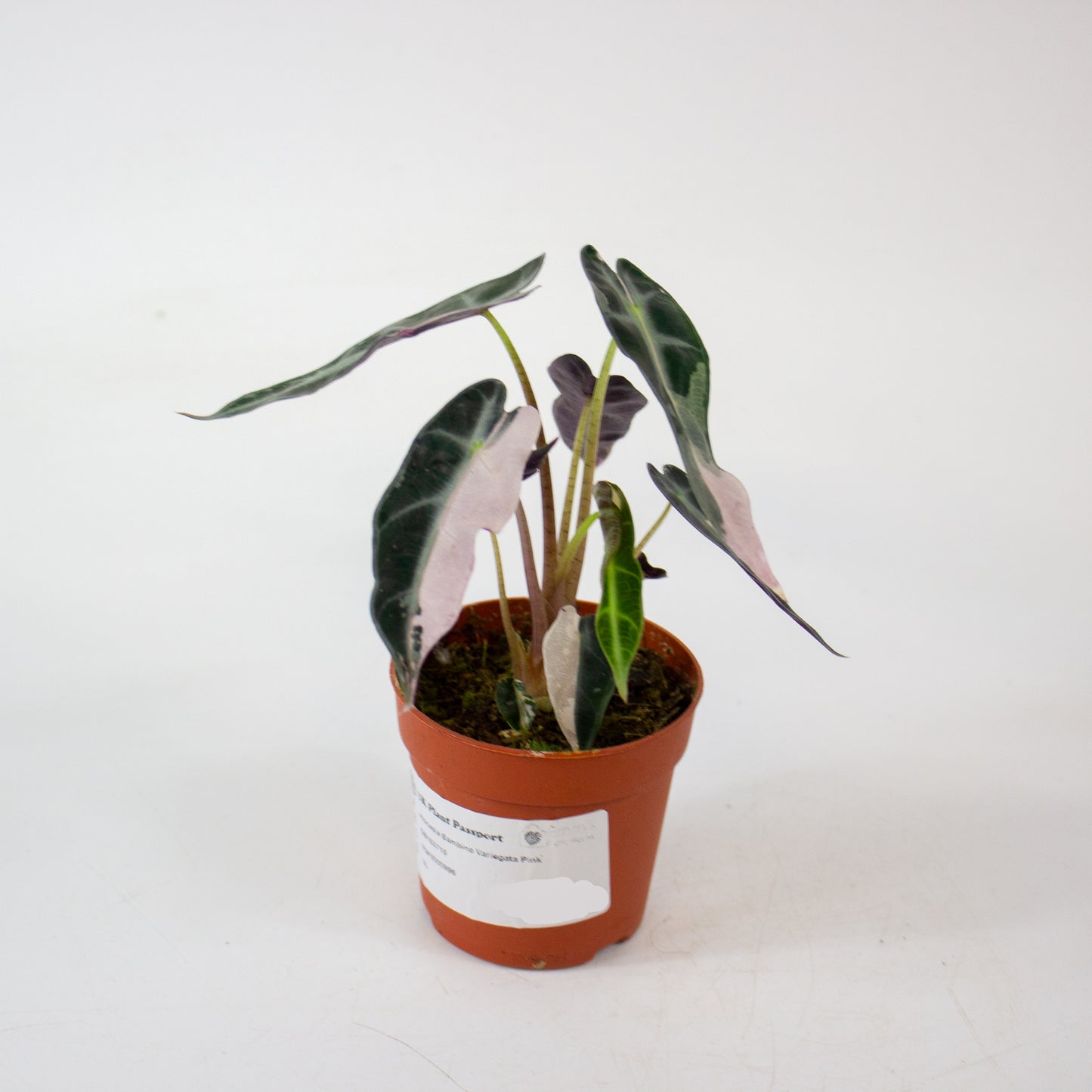 Alocasia Bambino Variegata Pink 7cm H10cm
