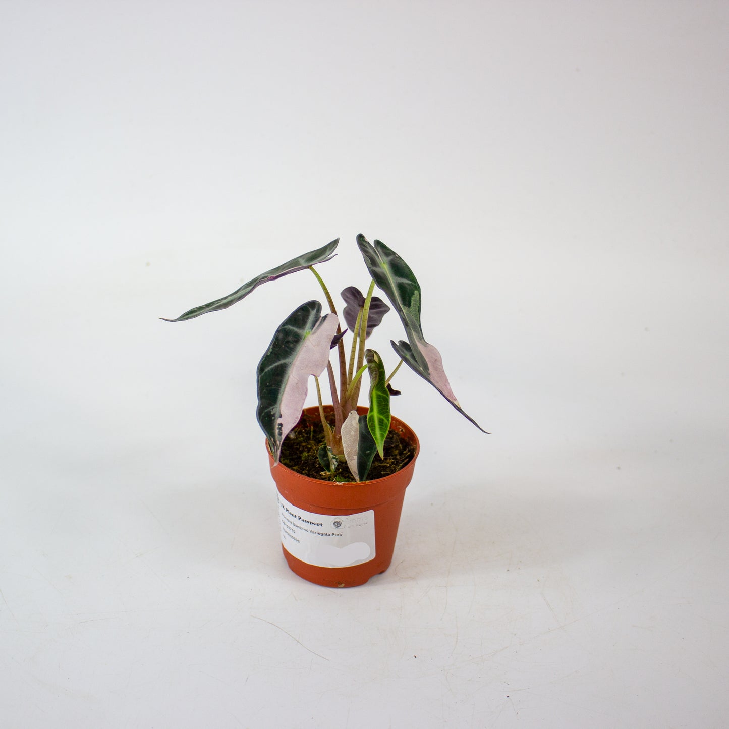 Alocasia Bambino Variegata Pink 7cm H10cm