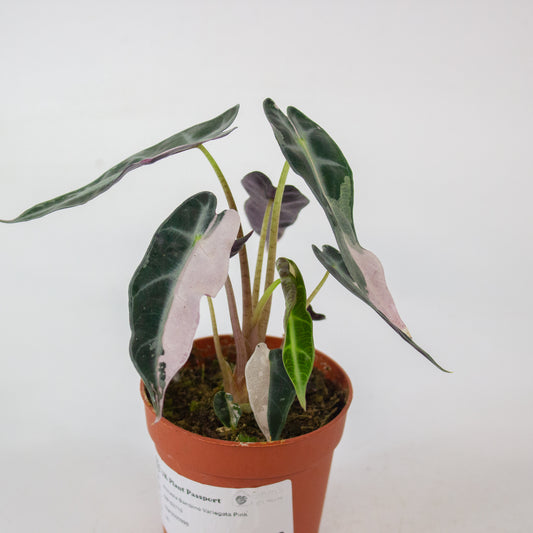 Alocasia Bambino Variegata Pink 7cm H10cm