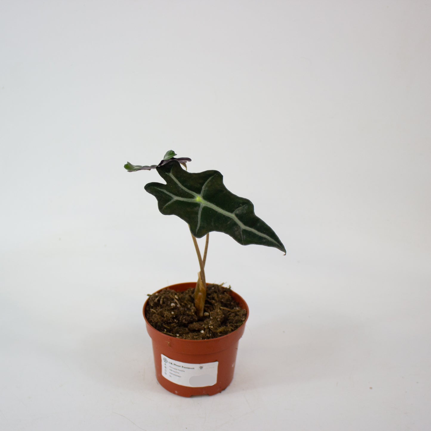 Alocasia Nobilis 10.5cm H20cm