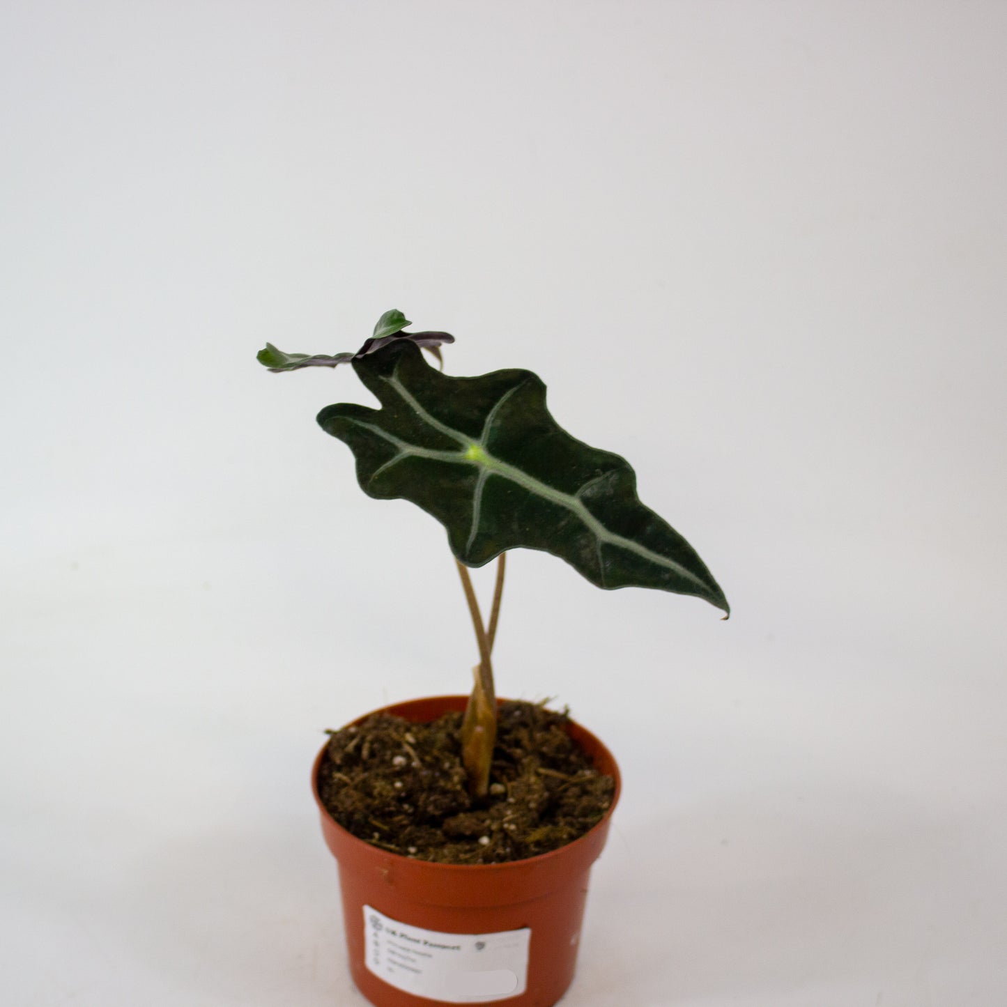 Alocasia Nobilis 10.5cm H20cm