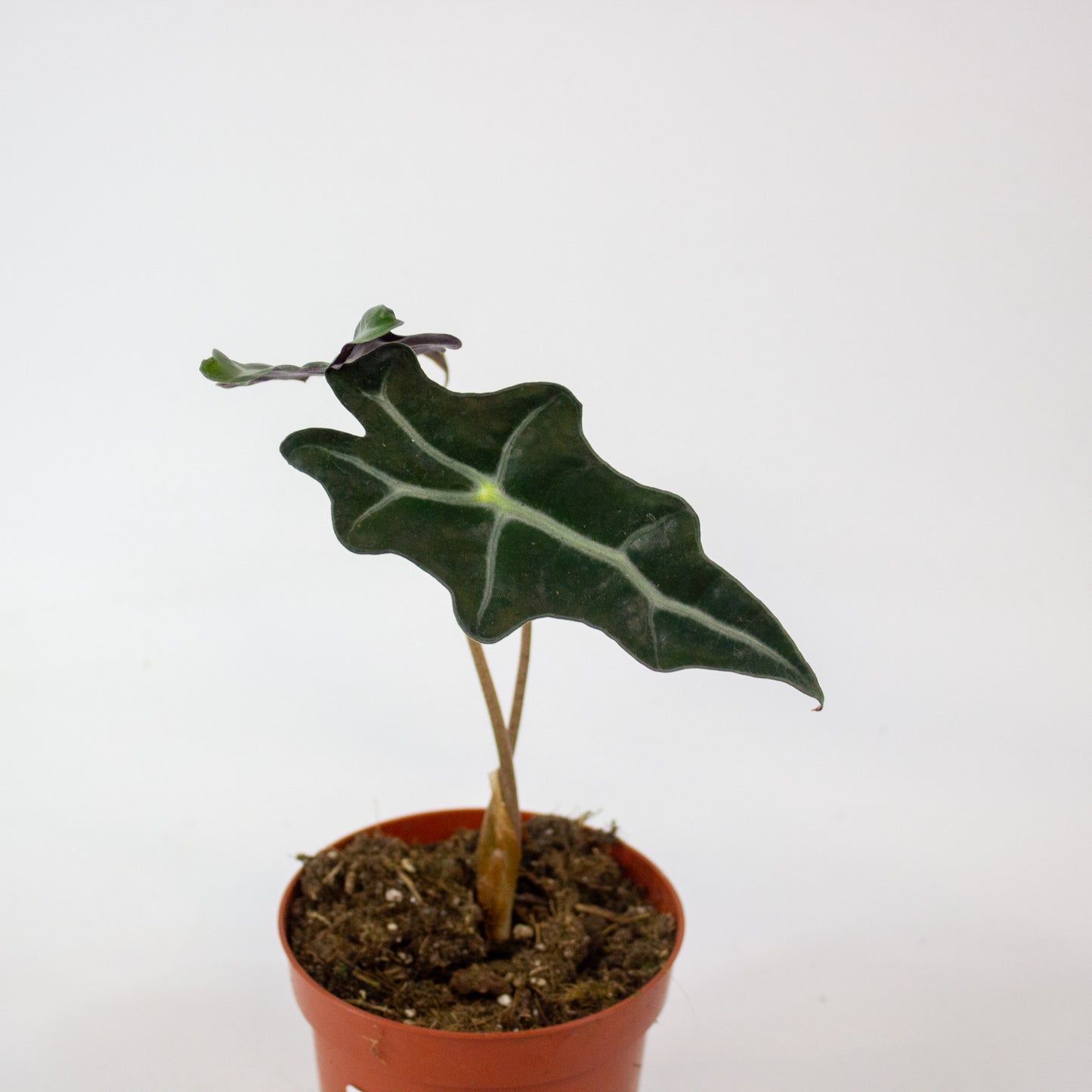 Alocasia Nobilis 10.5cm H20cm