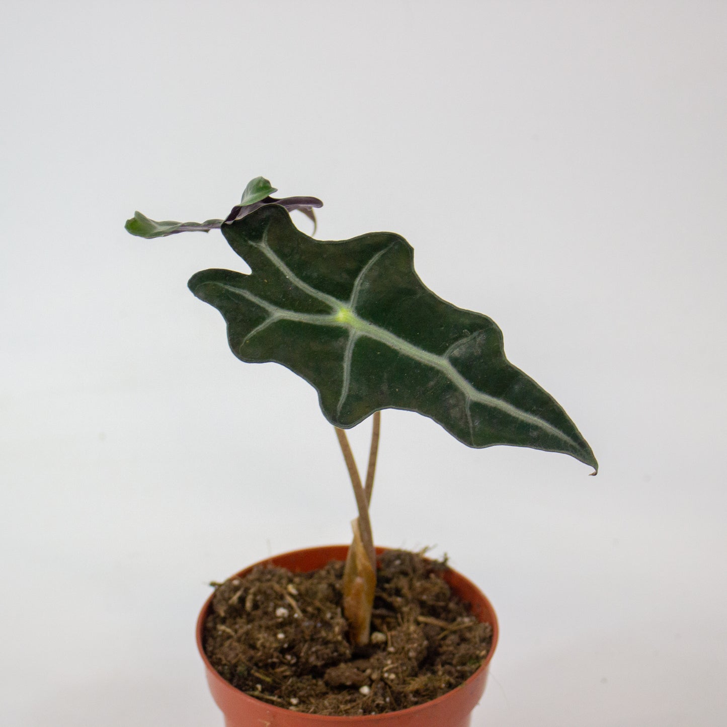 Alocasia Nobilis 10.5cm H20cm