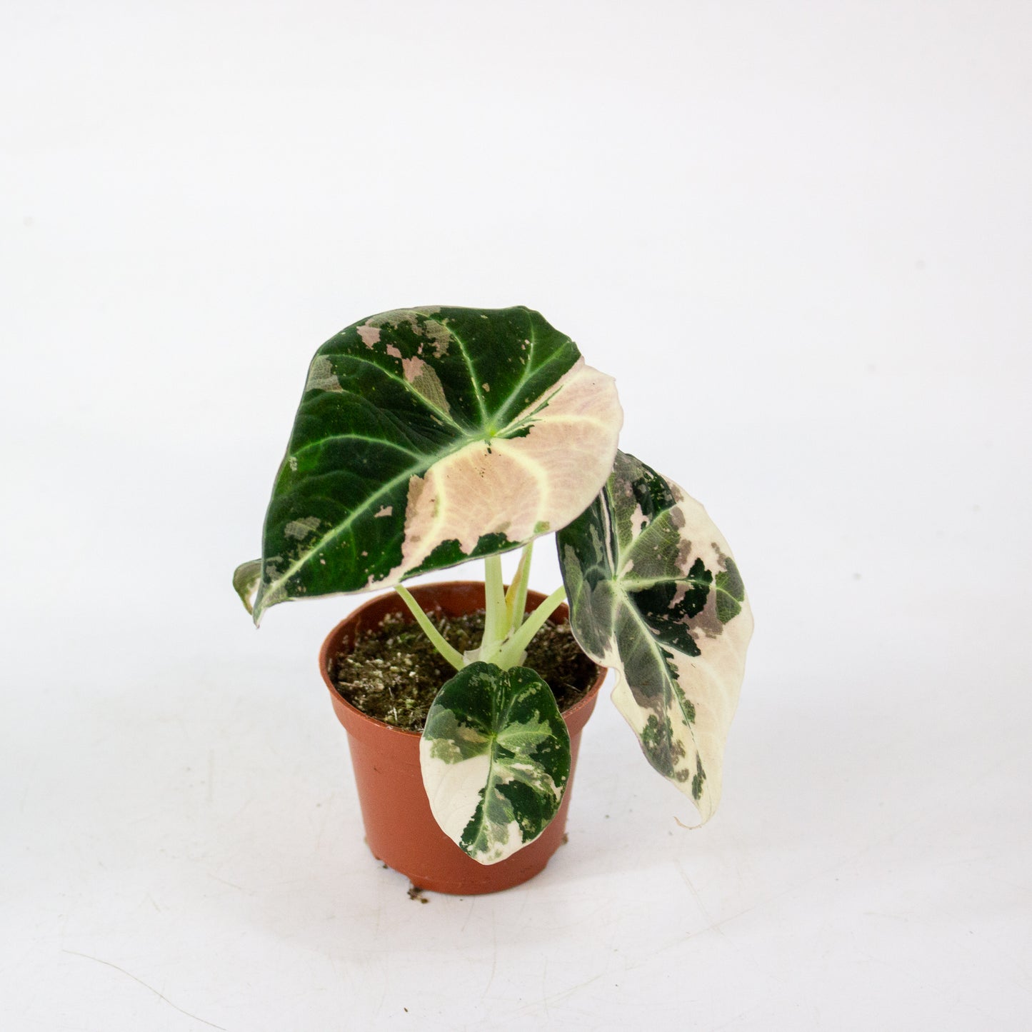Alocasia Black Velvet Pink Variegata 6cm H10cm