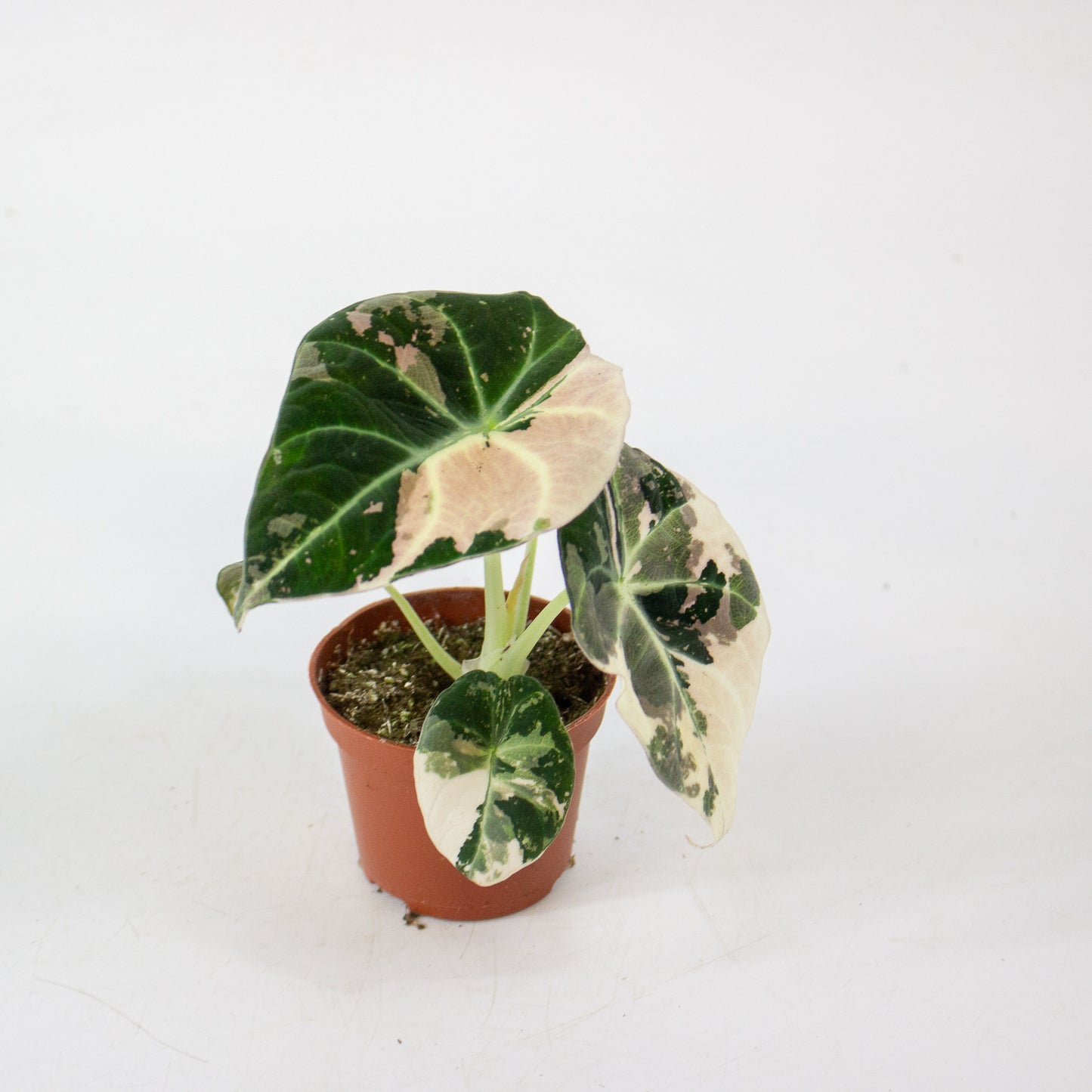 Alocasia Black Velvet Pink Variegata 6cm H10cm