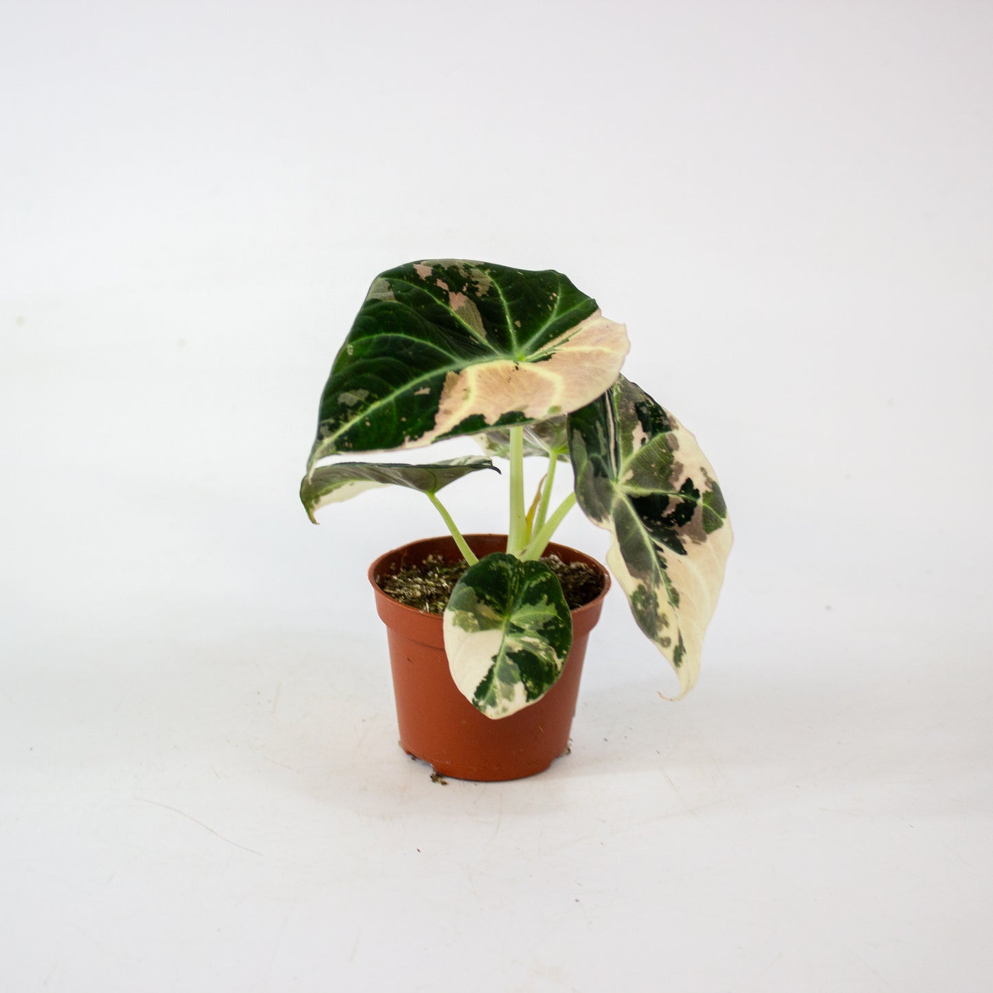 Alocasia Black Velvet Pink Variegata 6cm H10cm