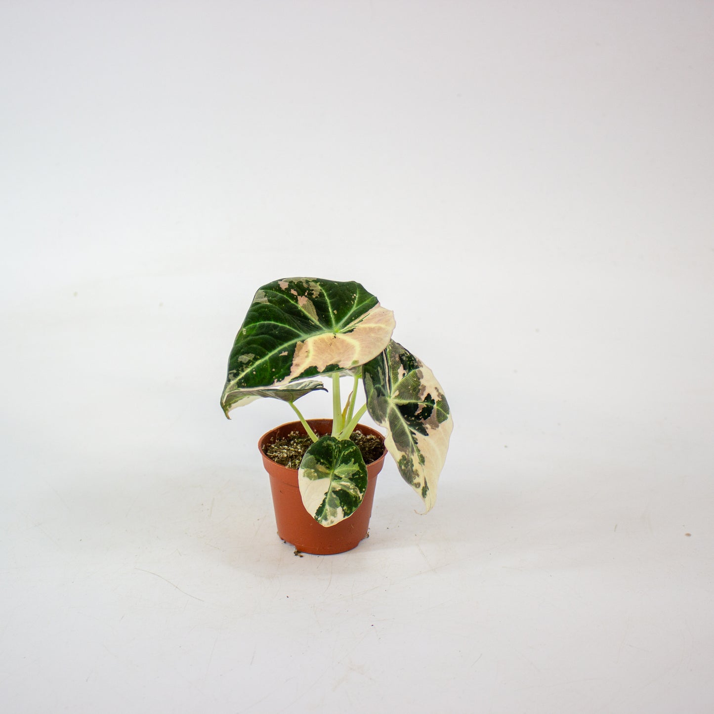 Alocasia Black Velvet Pink Variegata 6cm H10cm