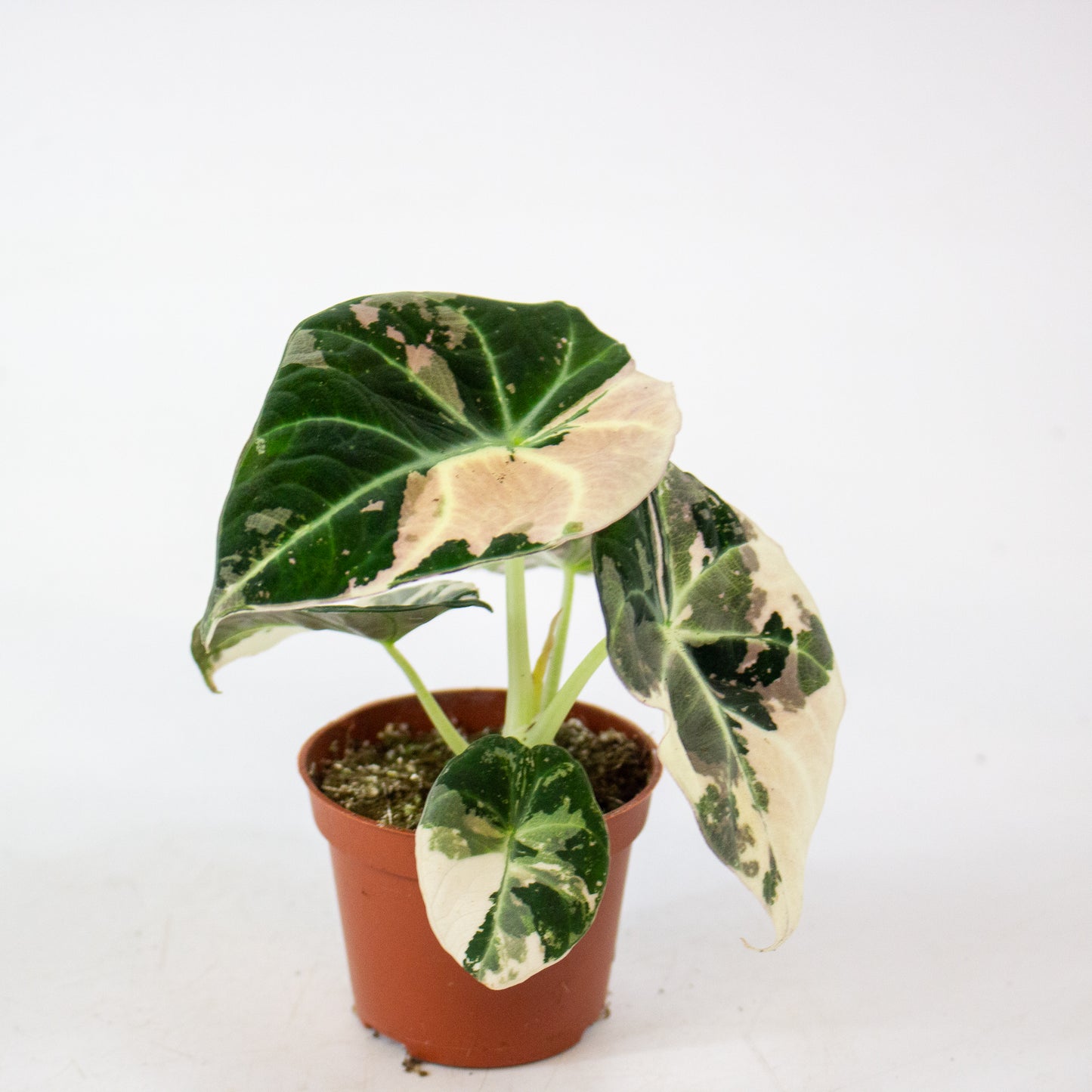 Alocasia Black Velvet Pink Variegata 6cm H10cm