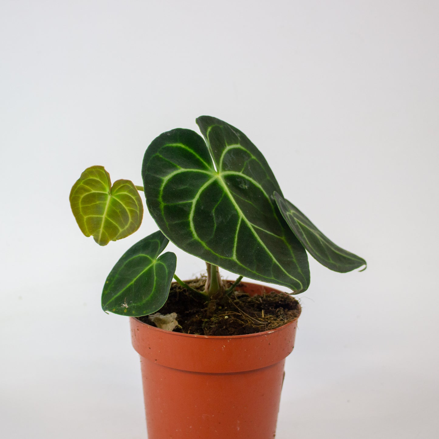 Anthurium Clarinvervium 12cm H35cm